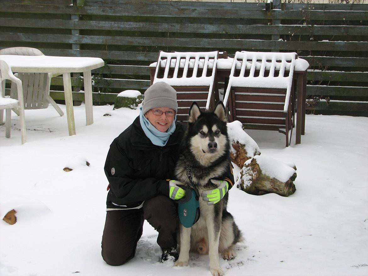 Alaskan malamute Loke billede 19