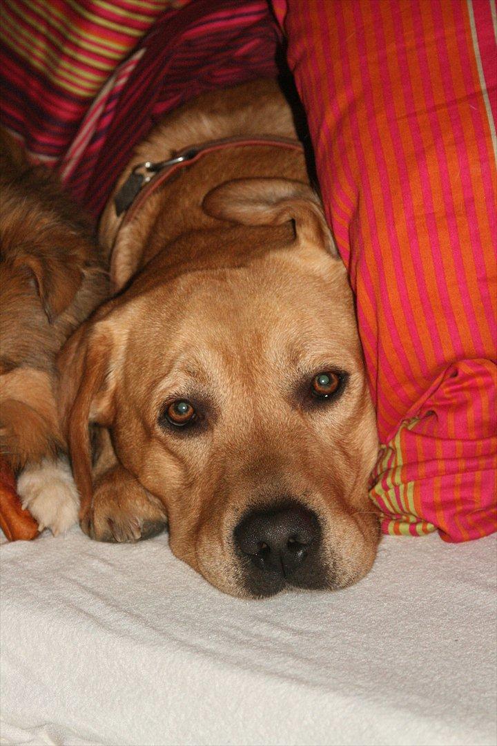 Labrador retriever Zeus billede 1