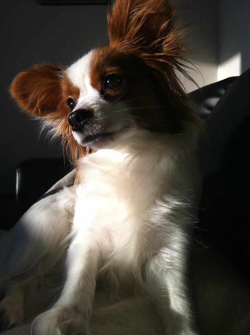 Papillon Avalee aka Ene Herskeren billede 14