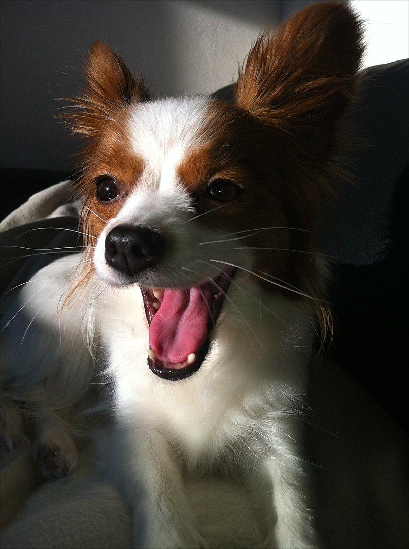 Papillon Avalee aka Ene Herskeren billede 15