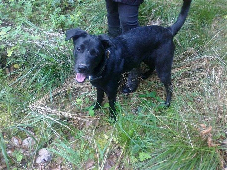 Blanding af racer Labrador/Samojede; Gia billede 13