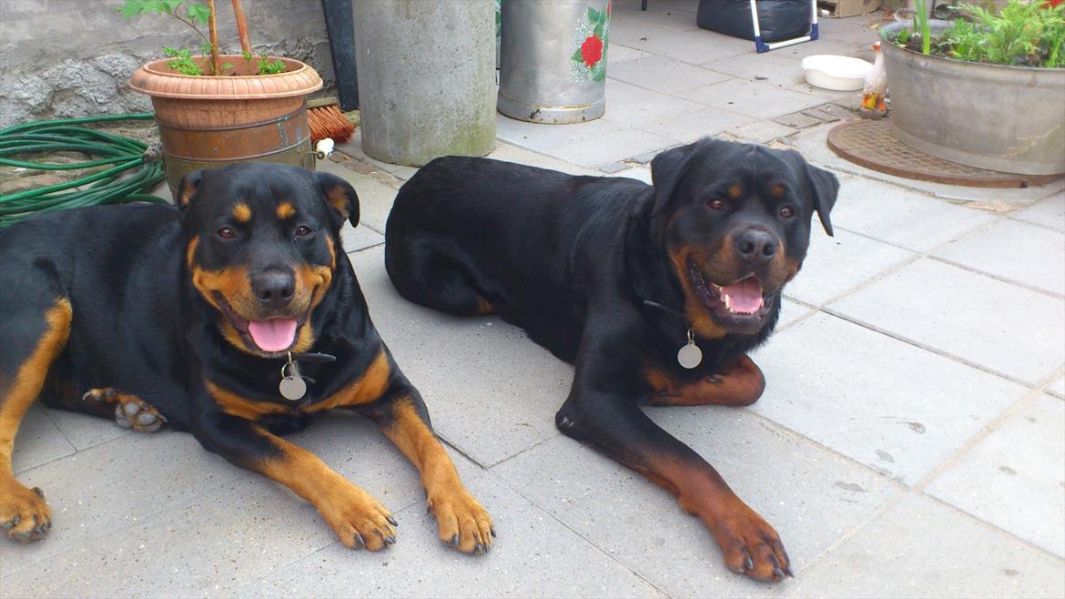 Rottweiler deamon - han er den stor dejlige dreg i venstrer side plzz find ham  billede 1
