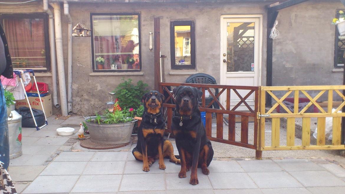 Rottweiler deamon - han sidder til venster for den hund han skulle lave hvalpe med det er fra den dag jeg lånte ham ud billede 2