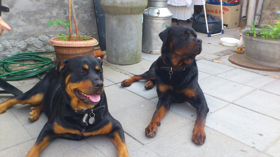 Rottweiler deamon - det er han til venster min dejlige deamon savner ham sådan mit hjerte bløder billede 4