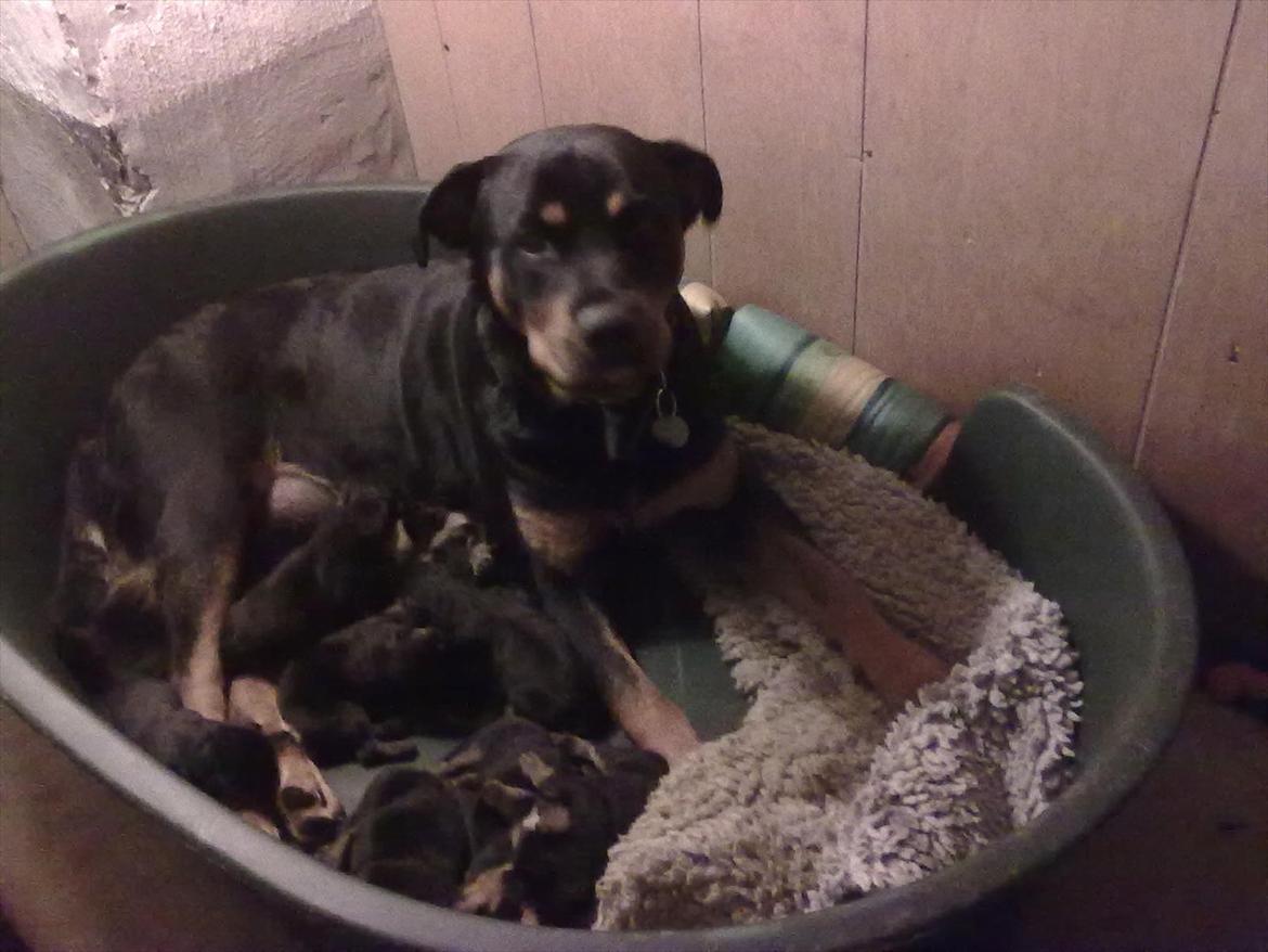 Rottweiler deamon - hvalpene de lavede, det er hende han skulle parre hvor jeg aldrig fik han hjem fra og hun fødte en masse hvalpe  billede 5