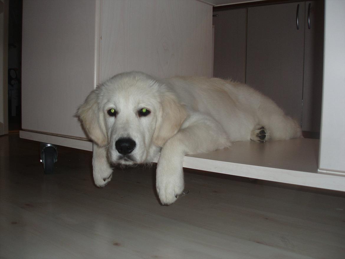 Golden retriever Bobo billede 7