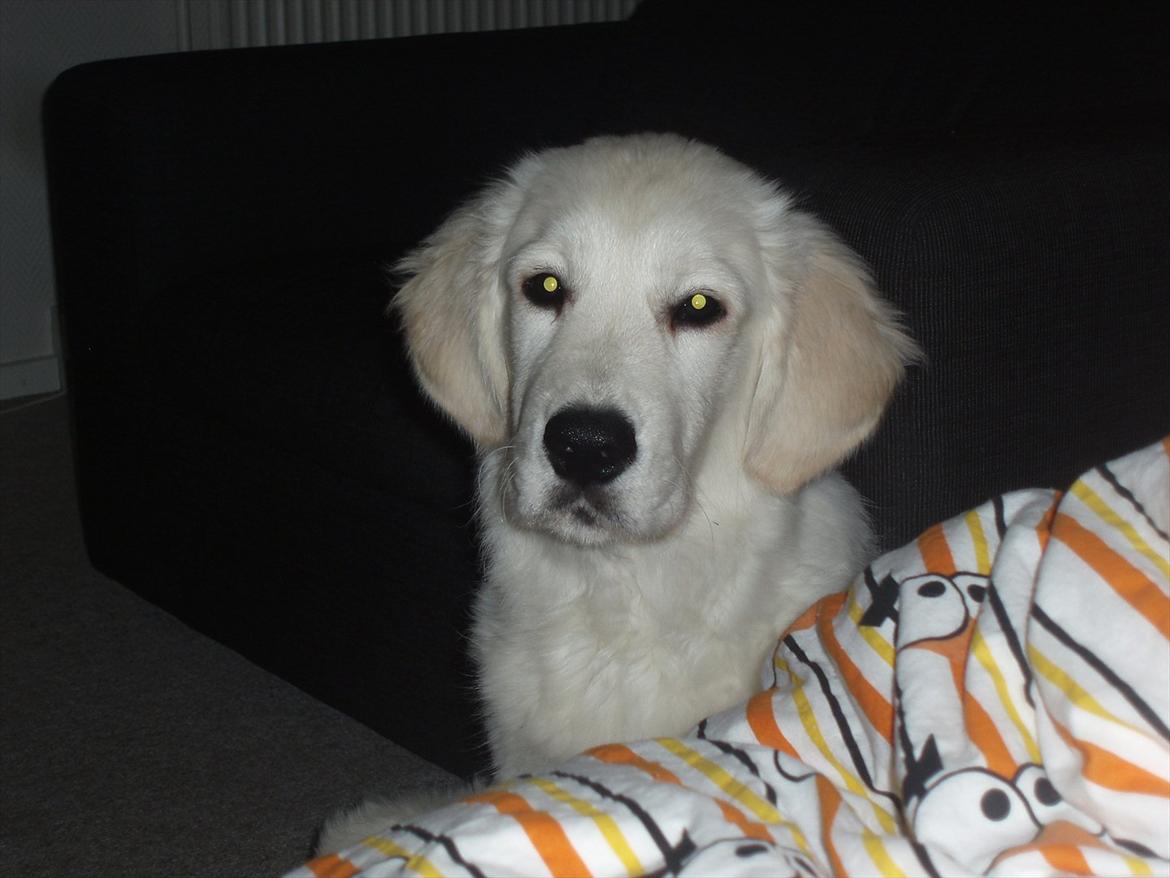 Golden retriever Bobo billede 10