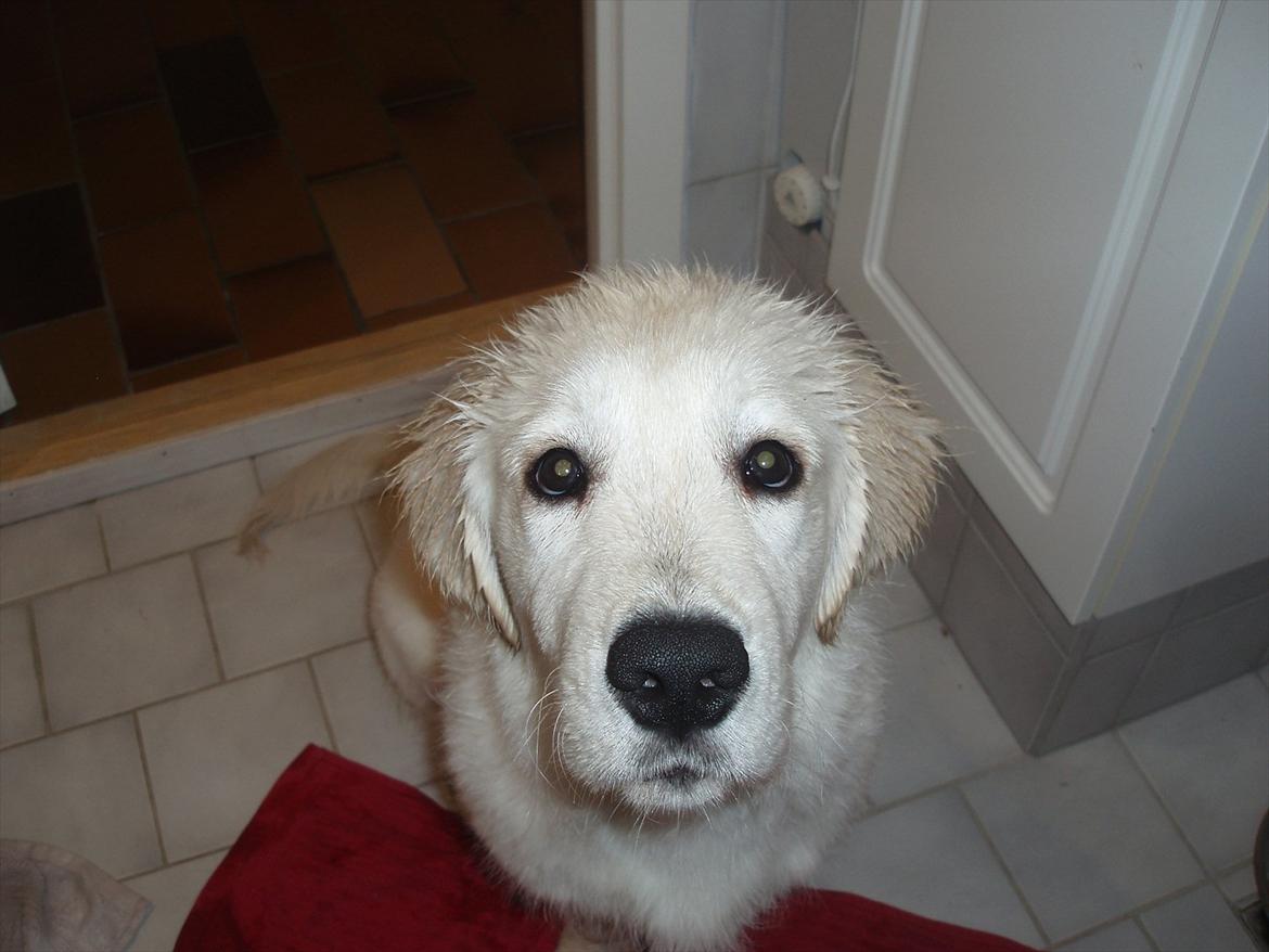 Golden retriever Bobo - Bobo elsker at gå med sin mor i brusebad. Her er han blevet dejlig våd :O) billede 9