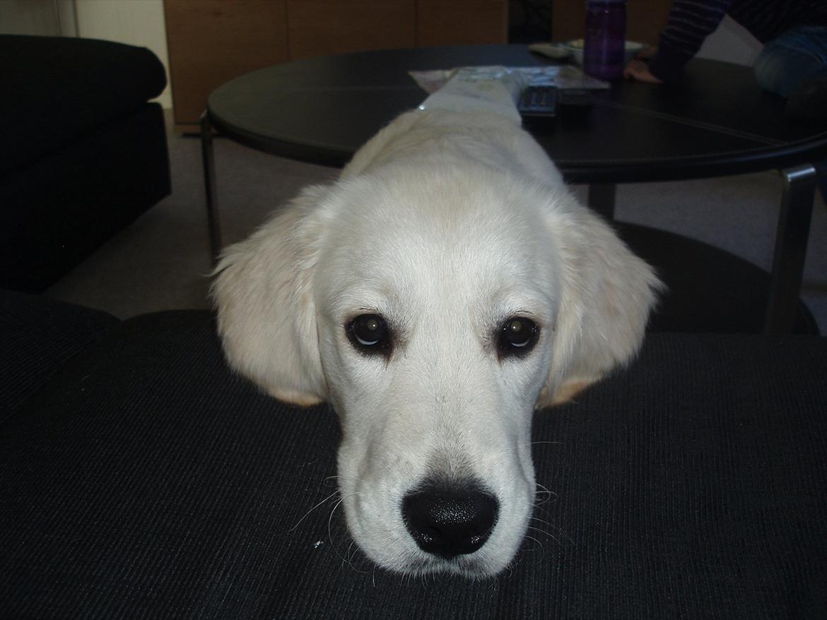 Golden retriever Bobo - 5 1/2 måned gammel. billede 11