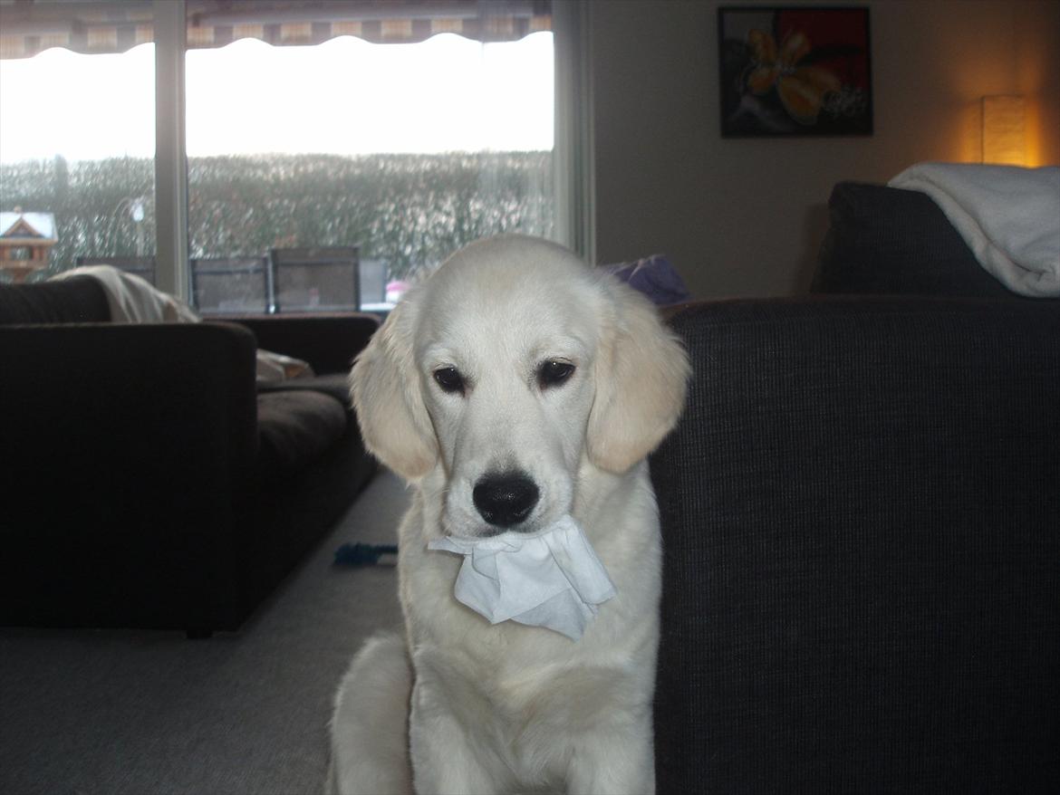 Golden retriever Bobo billede 12