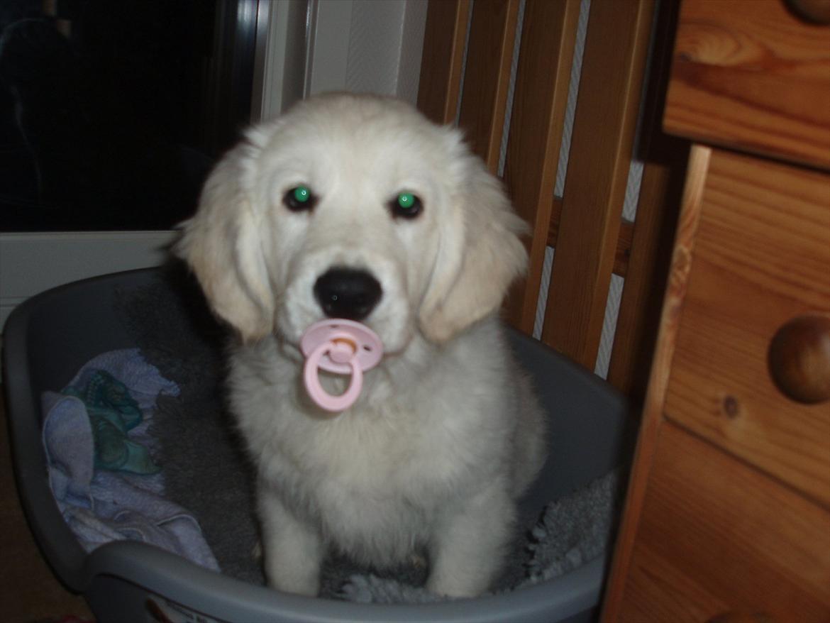 Golden retriever Bobo - Bobo 10 uger gammel. billede 5