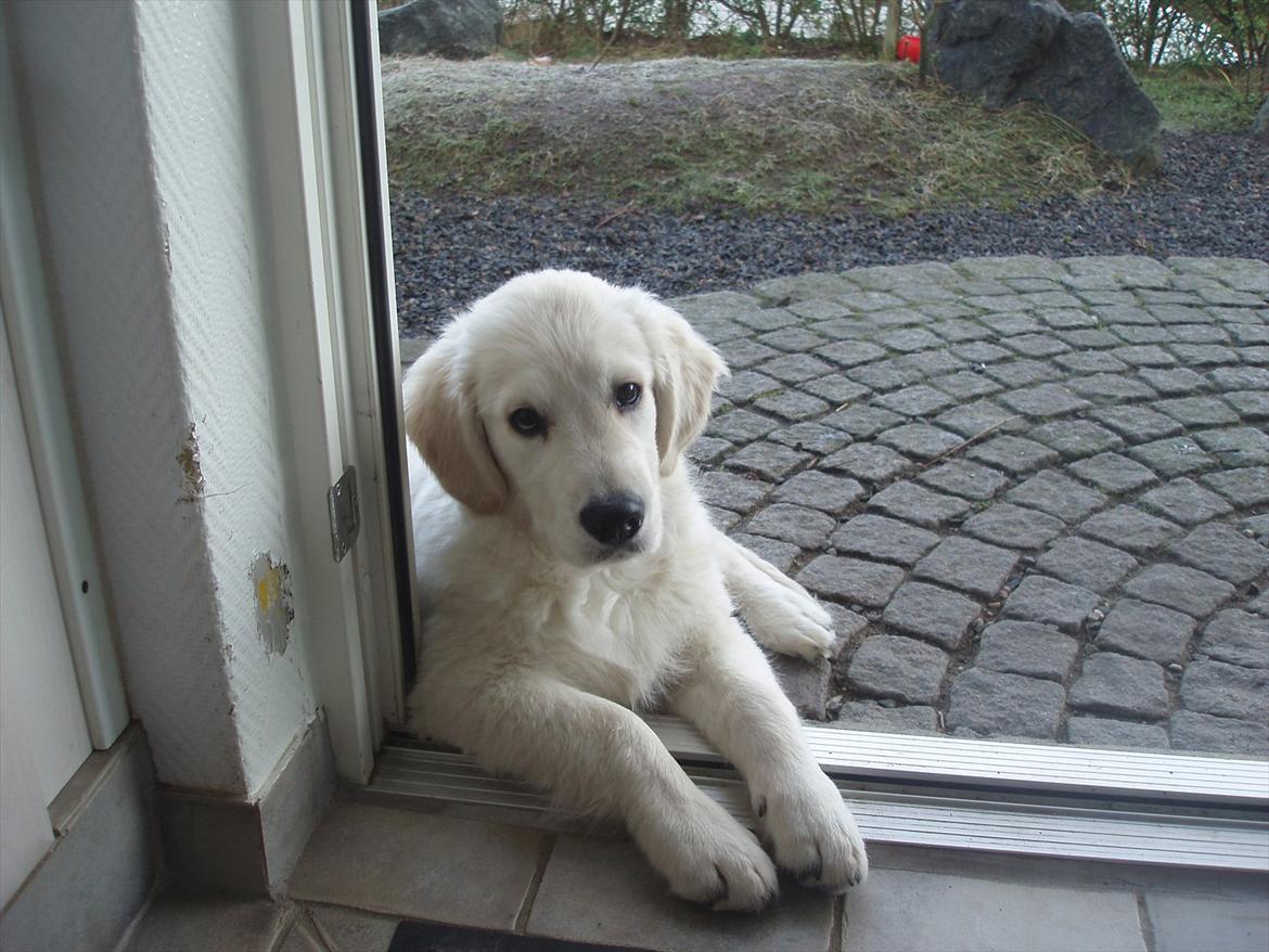 Golden retriever Bobo billede 15