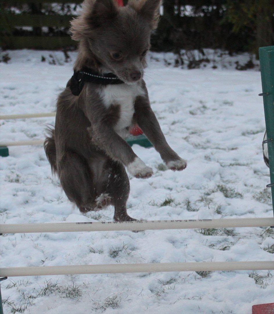 Chihuahua Laika "Min Egen Hundebasse" billede 12