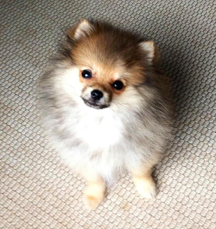 Pomeranian Molly - Smukke Molly <3 billede 1
