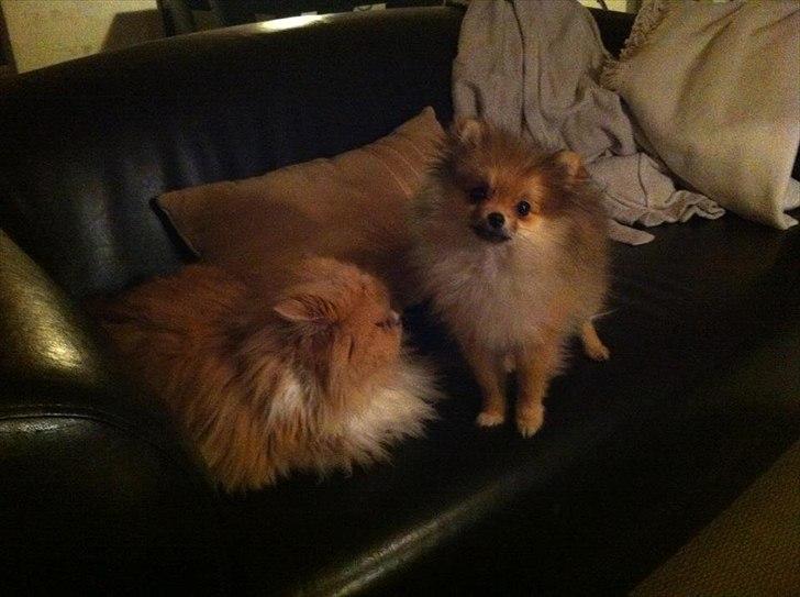 Pomeranian Molly - Molly og hendes bedste ven Snøvs billede 8