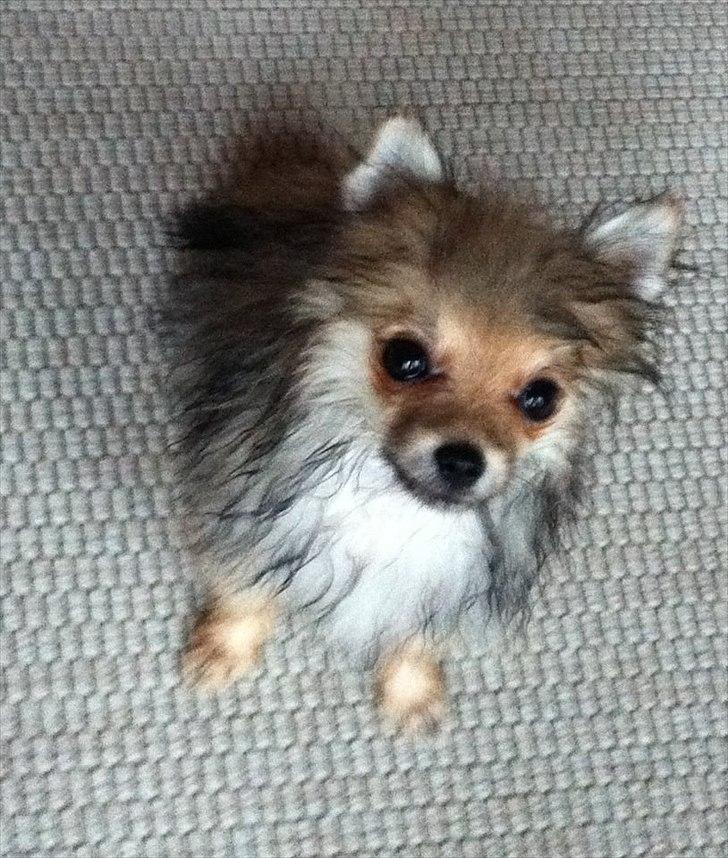 Pomeranian Molly - Molly har lige været i bad :) billede 14