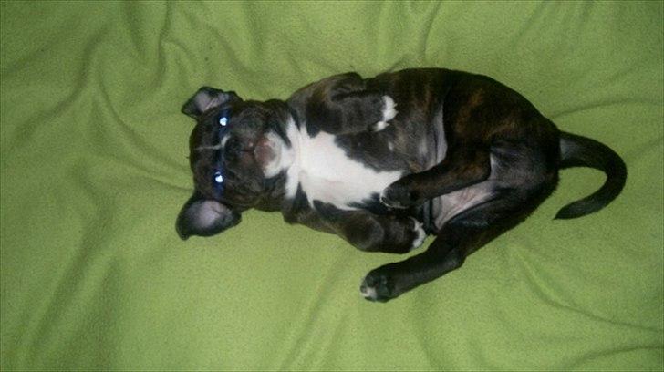 Staffordshire bull terrier Balder billede 1