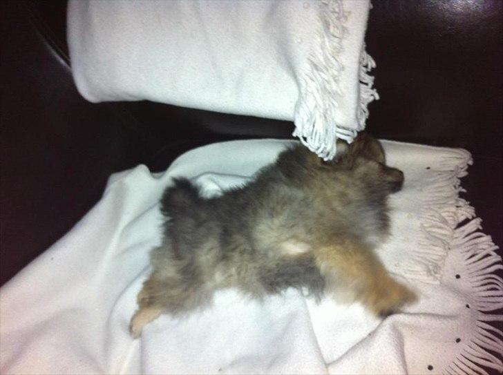 Pomeranian Molly billede 9