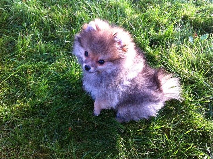 Pomeranian Molly - Molly i haven :) billede 5