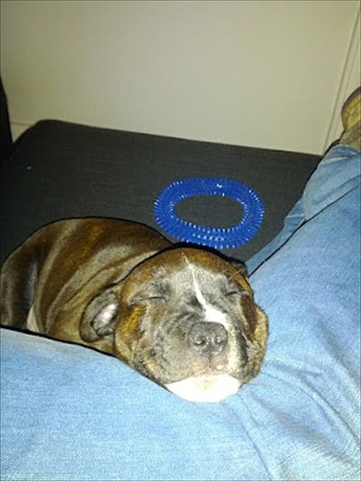 Staffordshire bull terrier Balder billede 2