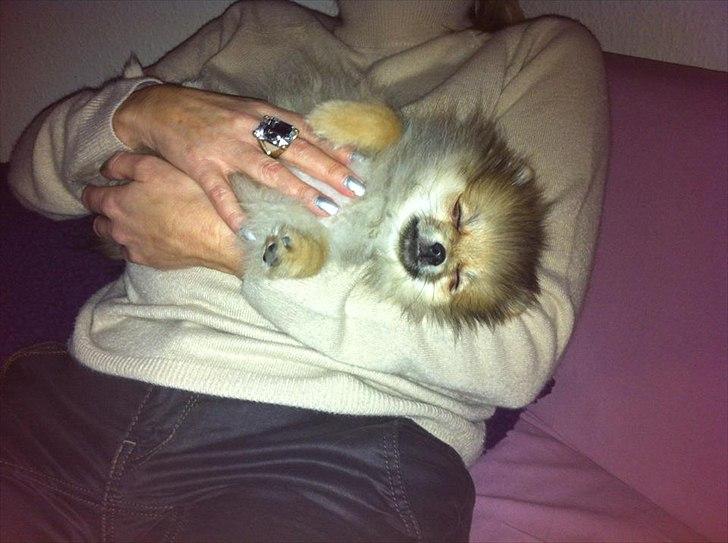 Pomeranian Molly - En meeeget træt Molly, der putter ved mormor <3 billede 10
