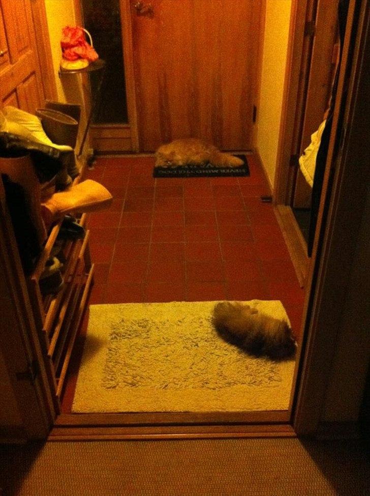 Pomeranian Molly billede 11