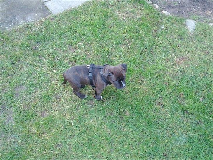 Staffordshire bull terrier Balder billede 3
