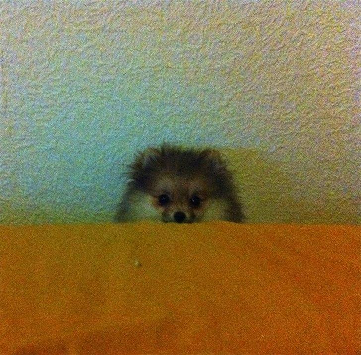 Pomeranian Molly - Trolden Molly titter frem ;) billede 12