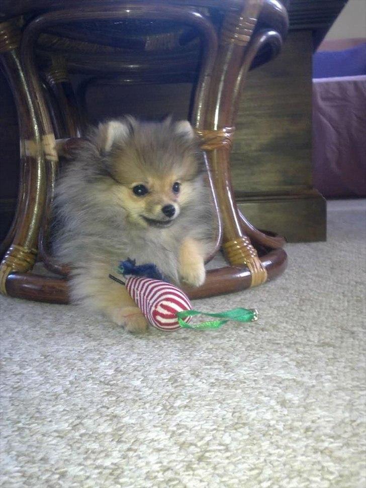 Pomeranian Molly billede 13