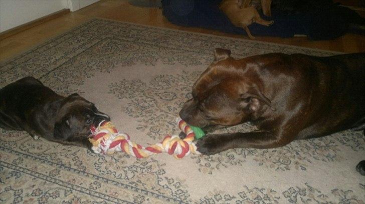 Staffordshire bull terrier Balder billede 4