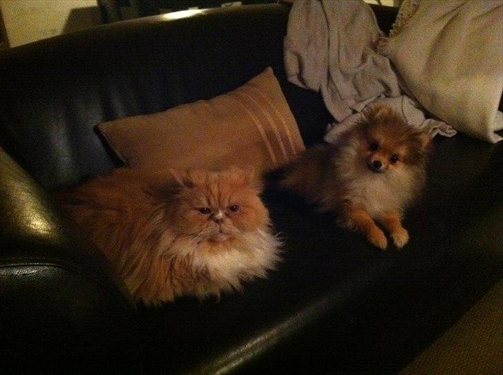 Pomeranian Molly billede 15