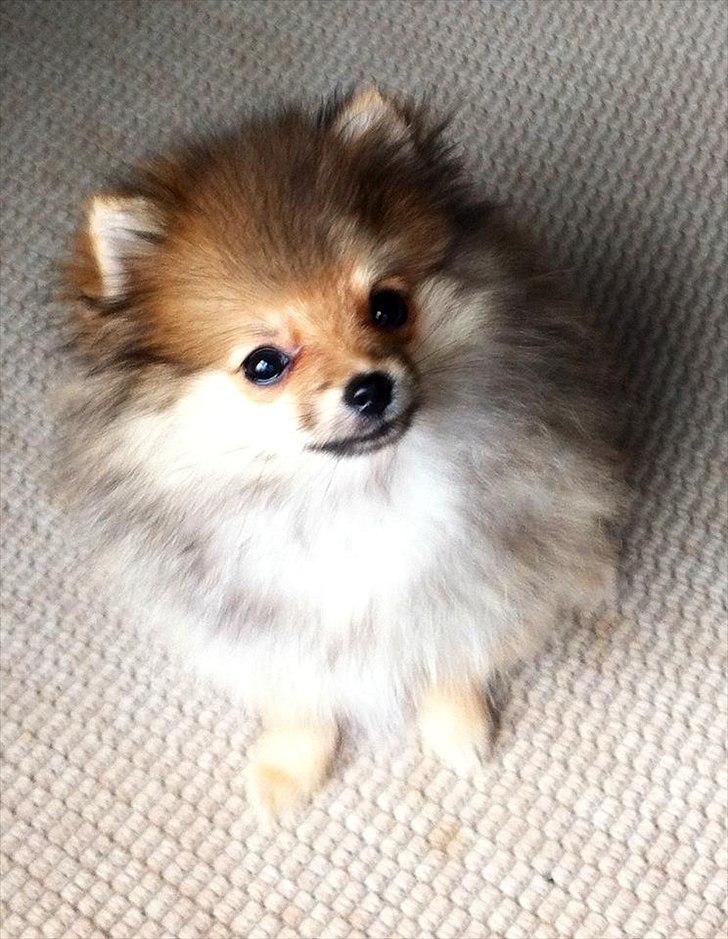 Pomeranian Molly - Skønne Molly <3 billede 4