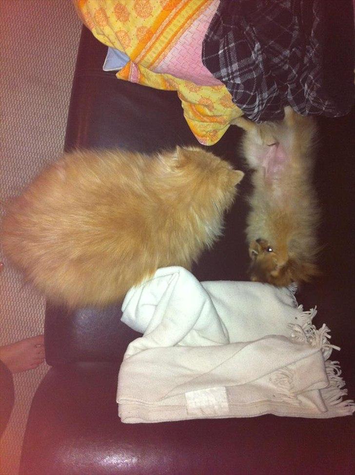 Pomeranian Molly billede 16