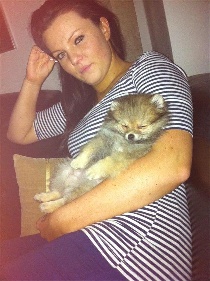 Pomeranian Molly - Molly og jeg :) billede 17