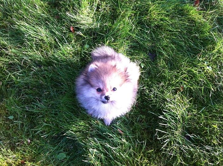 Pomeranian Molly billede 6