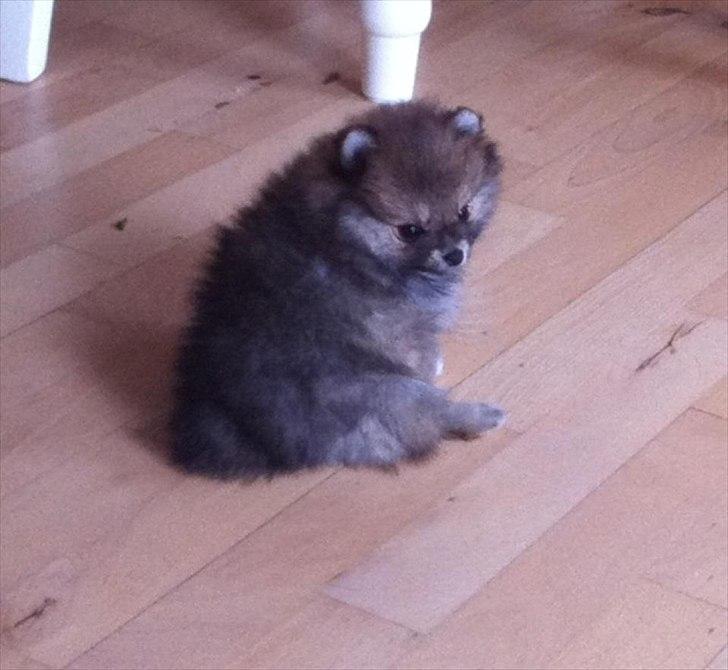 Pomeranian Molly - Baby Molly billede 18