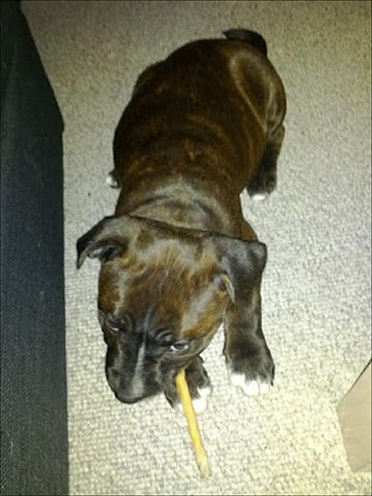 Staffordshire bull terrier Balder billede 5