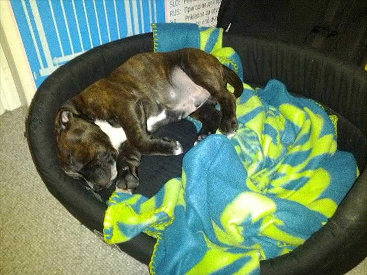 Staffordshire bull terrier Balder billede 6