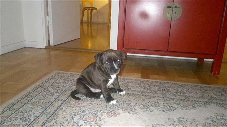 Staffordshire bull terrier Balder billede 7