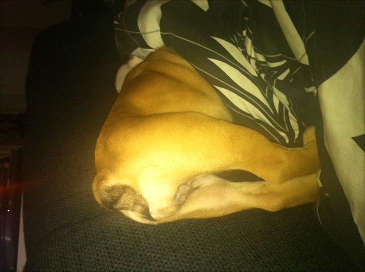 Engelsk bulldog Rosa - Sådan kan man vel os sove :-) billede 8