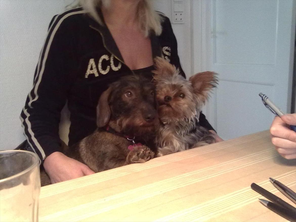 Gravhund Atempo's Yana (Jarna) - Waldemar og Jarna der putter :)<3 billede 12