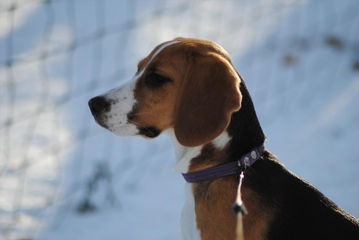 Beagle Bailey billede 7