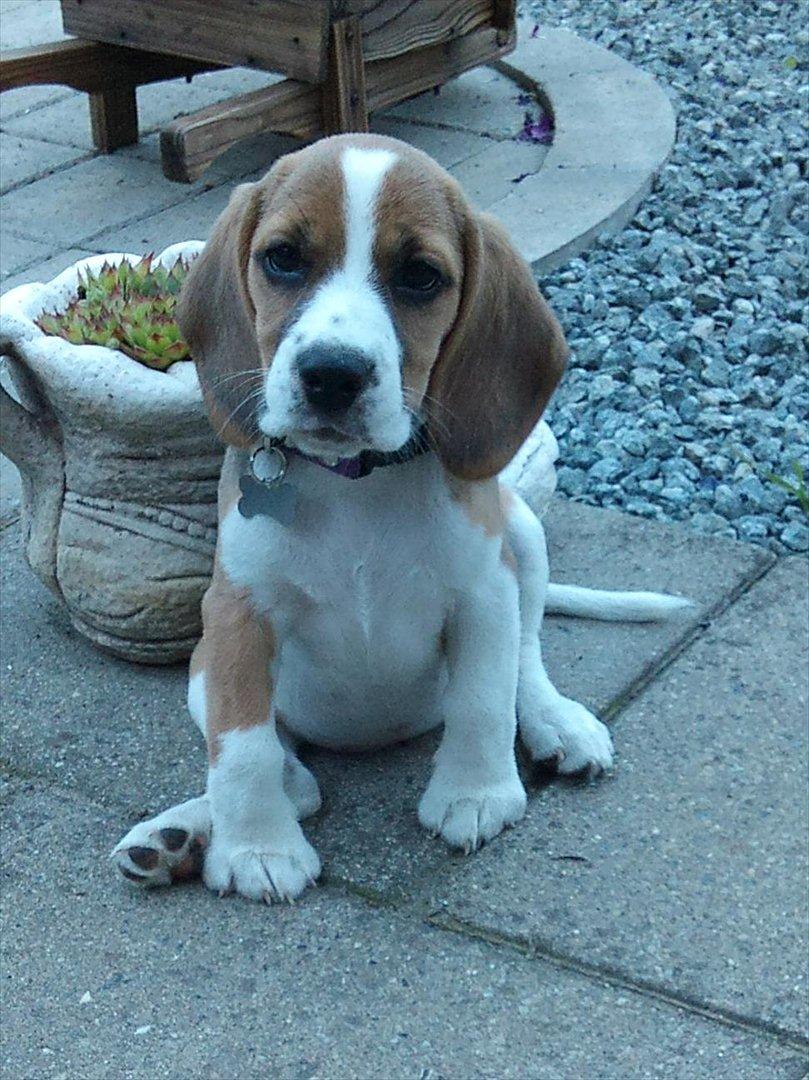 Beagle Bailey billede 8