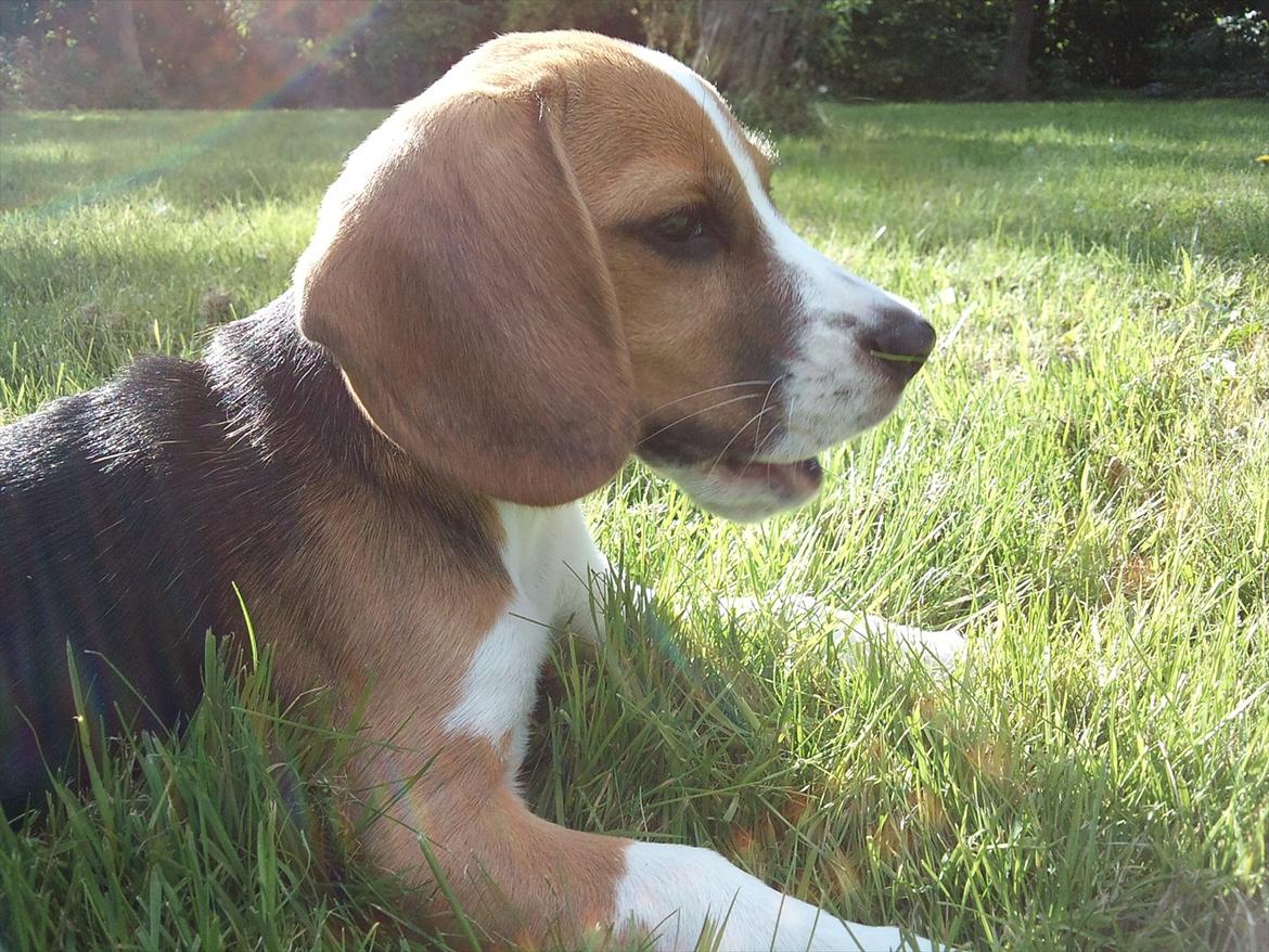 Beagle Bailey billede 9