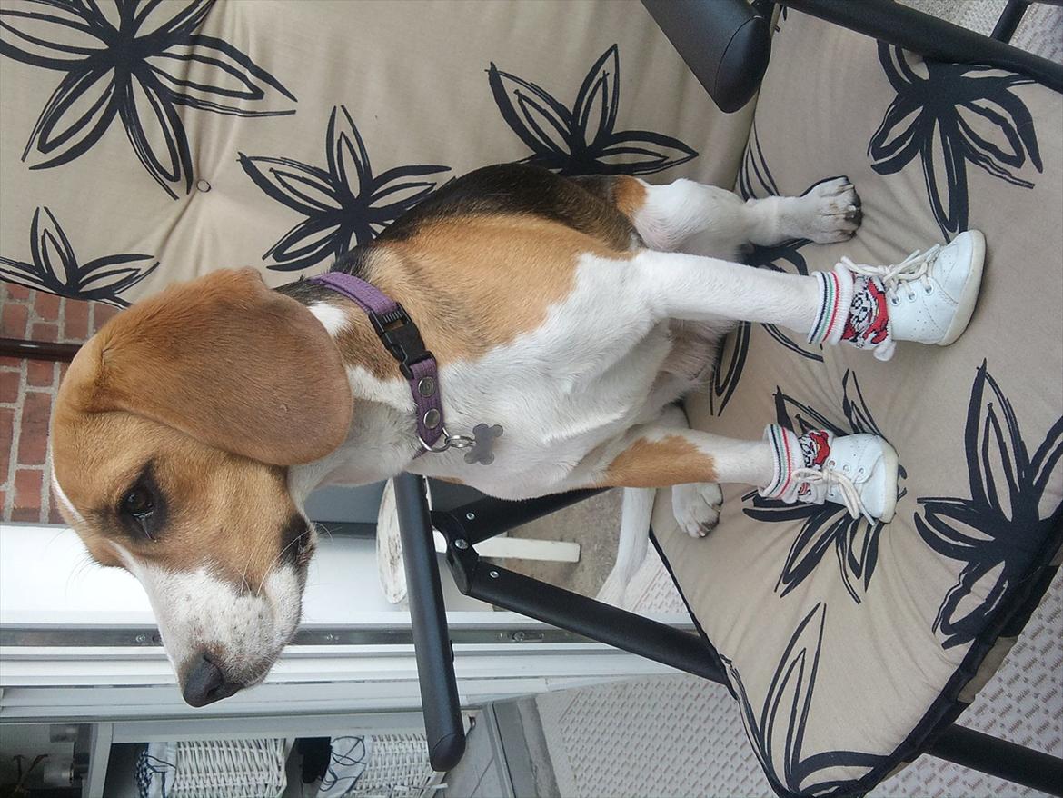 Beagle Bailey billede 10