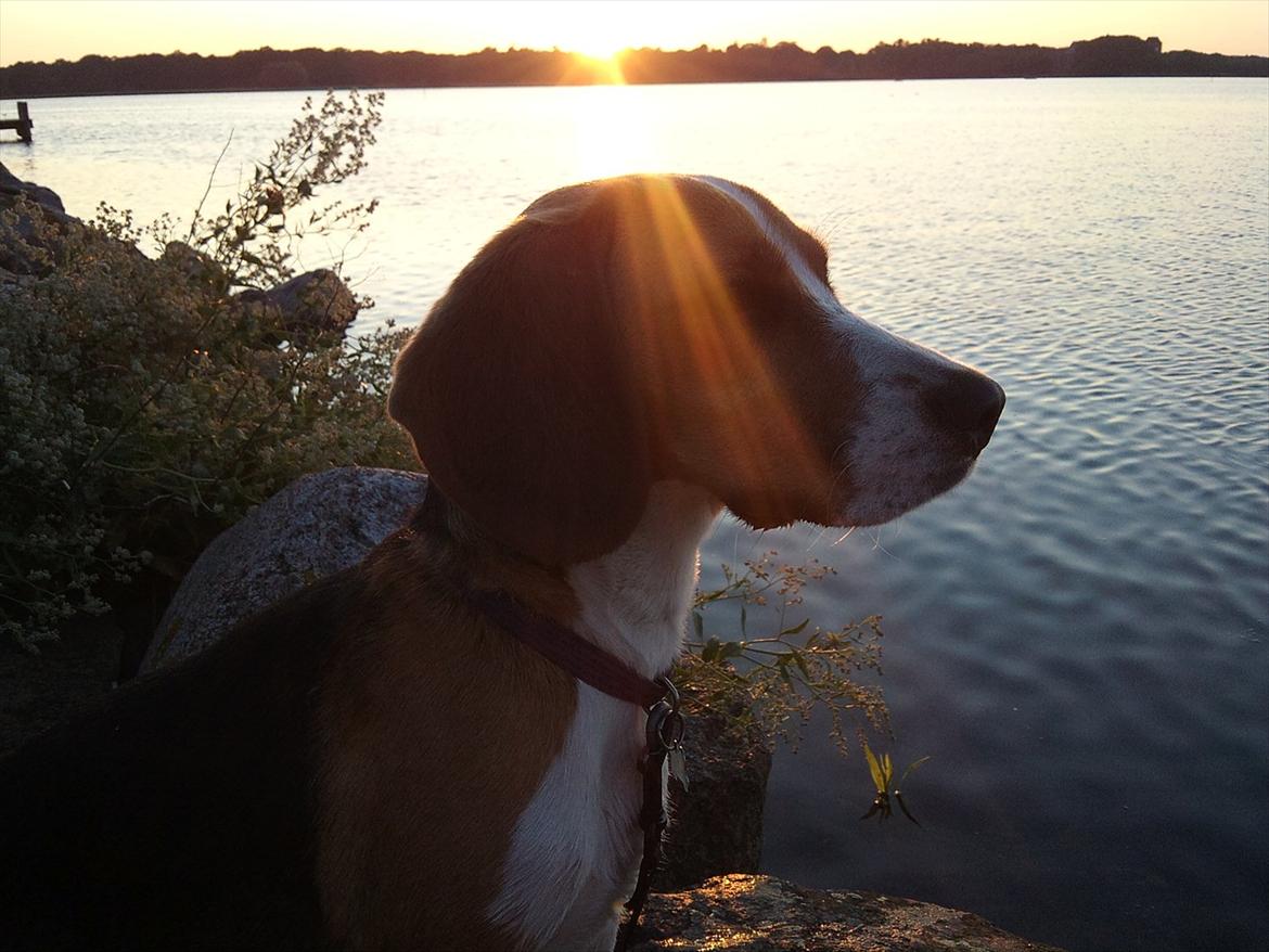 Beagle Bailey billede 11