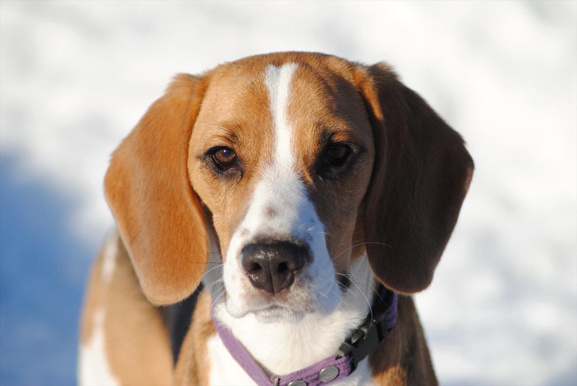 Beagle Bailey billede 12
