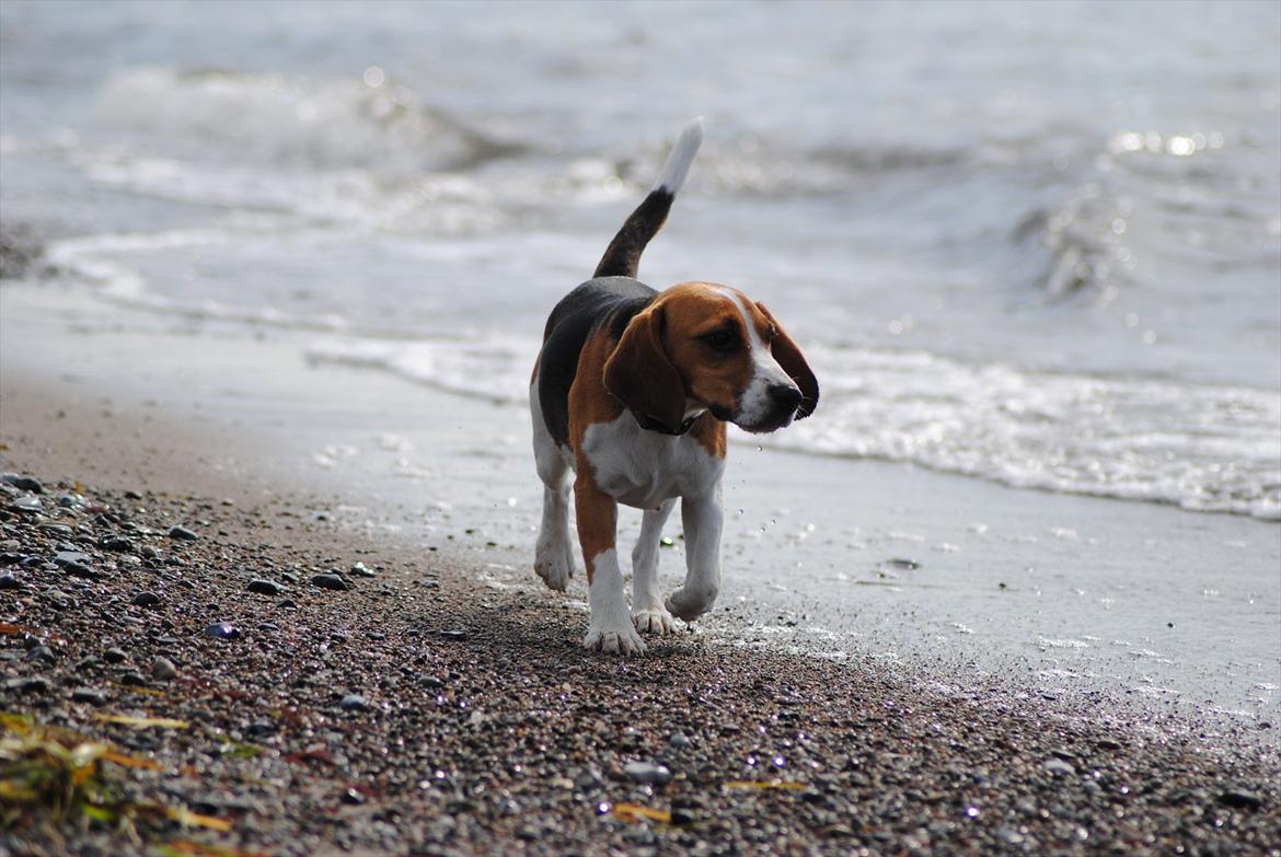 Beagle Bailey billede 13