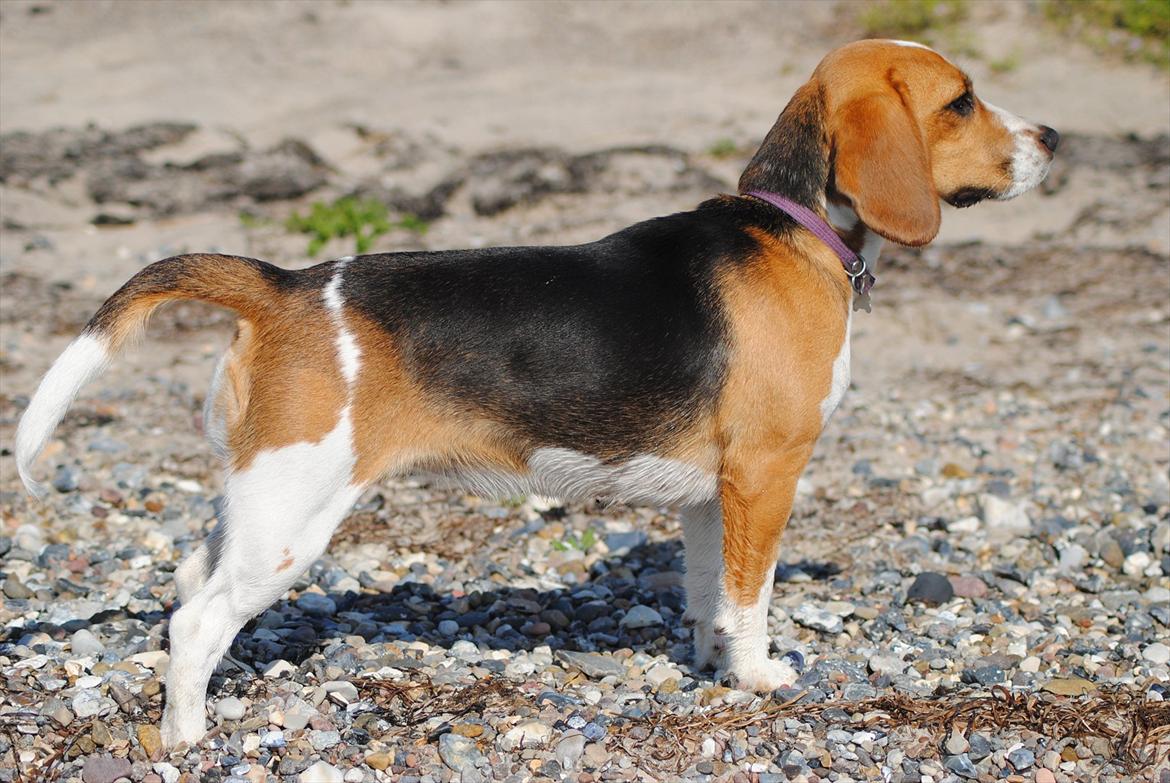 Beagle Bailey billede 14