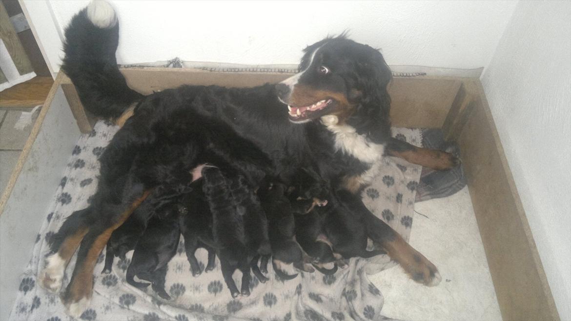 Berner sennenhund Bine billede 6